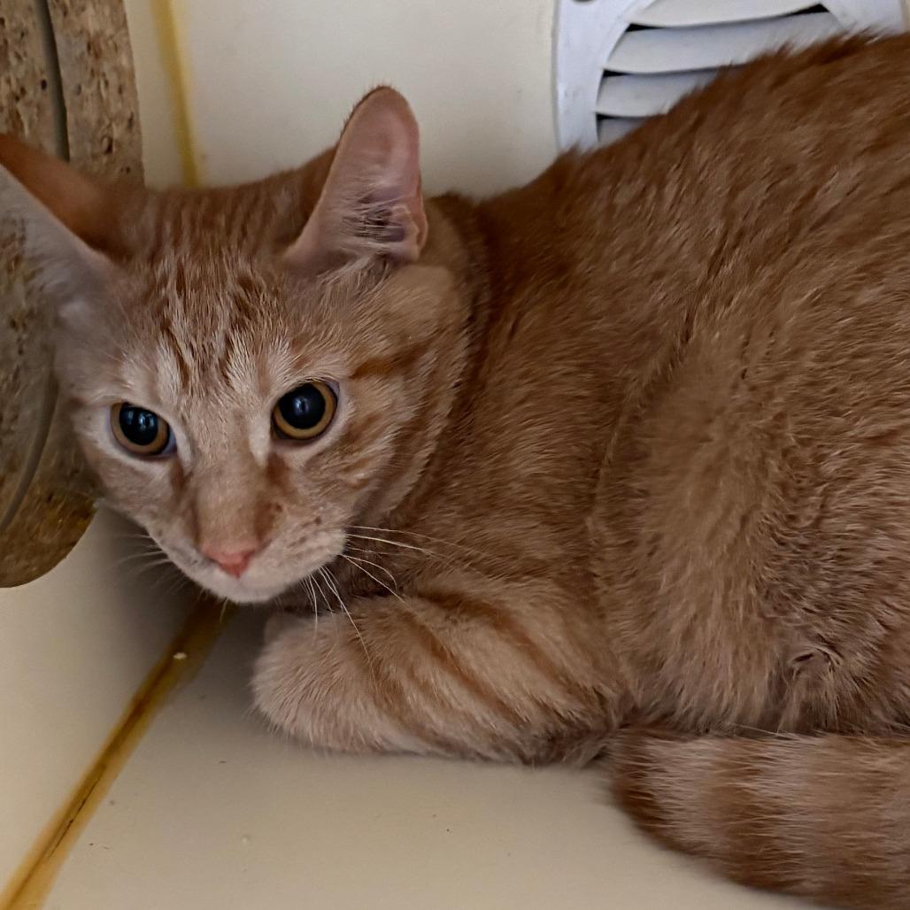 Enlarge Crew, a Adoptable Domestic Short Hair in Tulsa, OK image 1/1