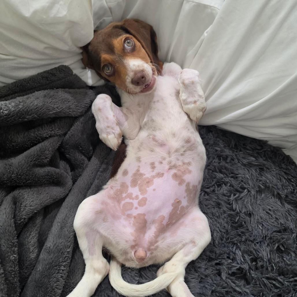 Jodie, Adoptable, Puppy Female Beagle & Mixed Breed.