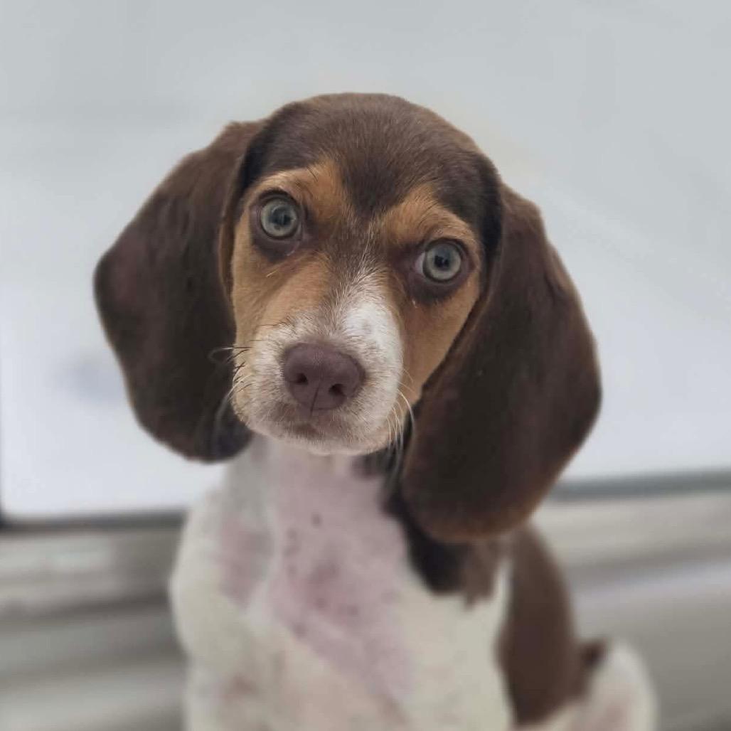 Jodie, a Adoptable mixed breed in Pearland, TX image 2/6