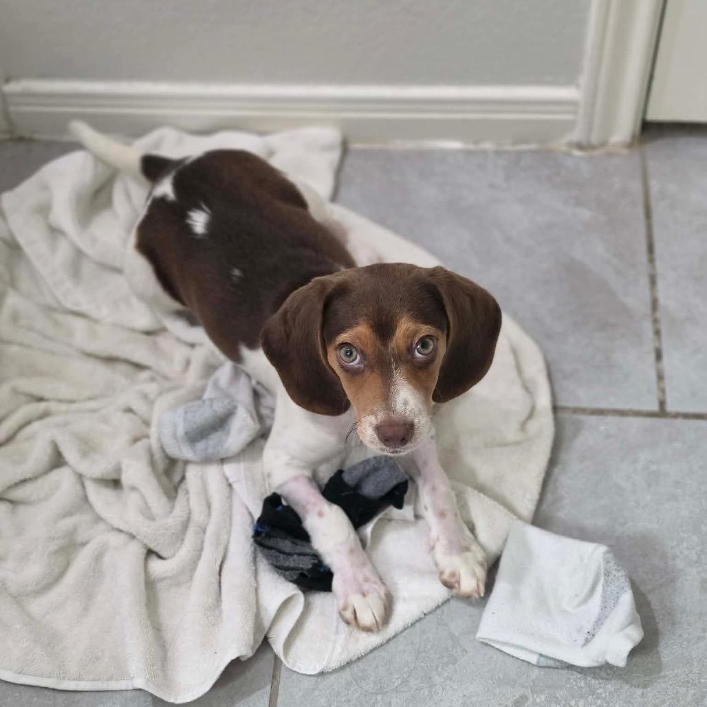 Jodie, a Adoptable mixed breed in Pearland, TX image 5/6