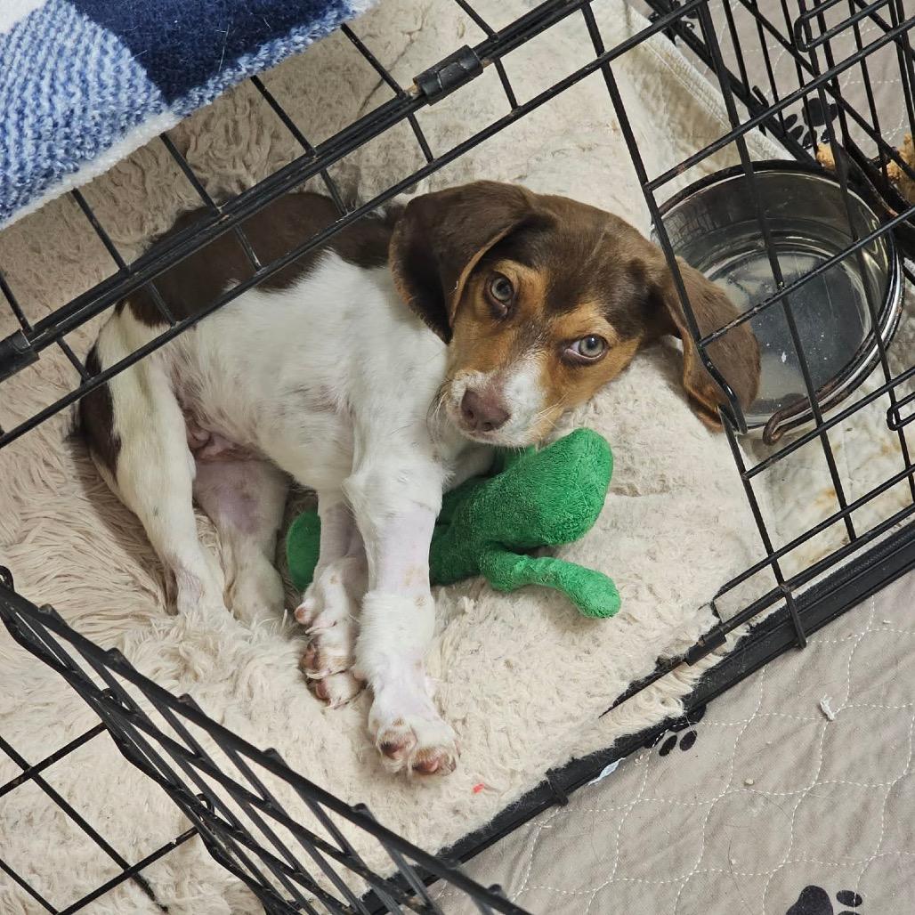 Jodie, a Adoptable mixed breed in Pearland, TX image 6/6