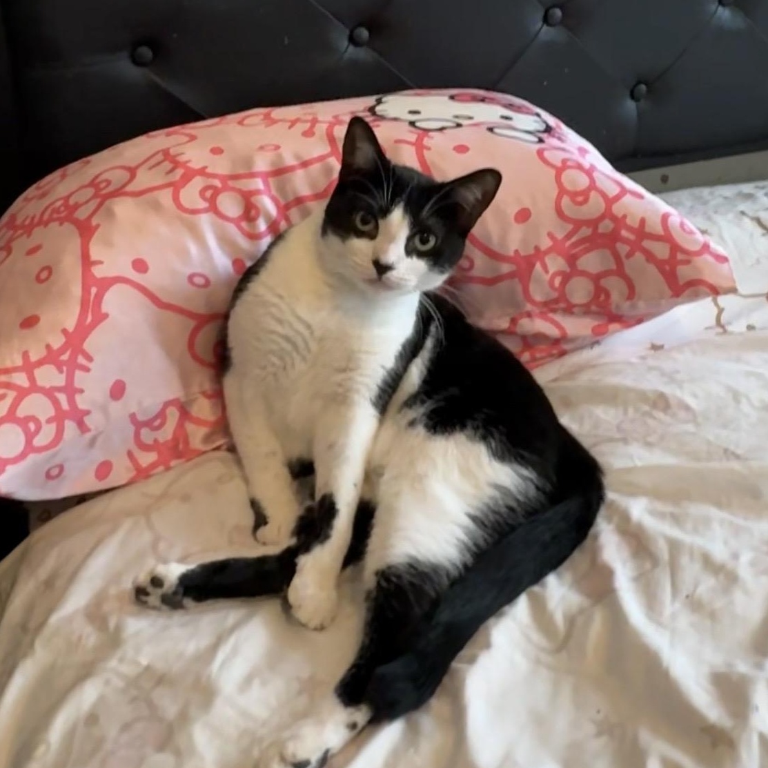Enlarge Infinity, a Adoptable American Shorthair in Brooklyn, NY image 3/3