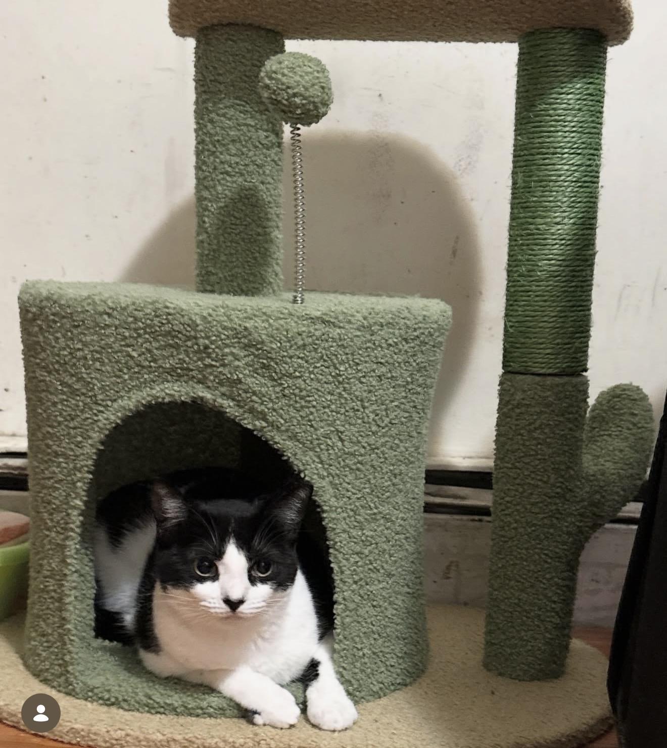Infinity, Adoptable, Young Female American Shorthair.