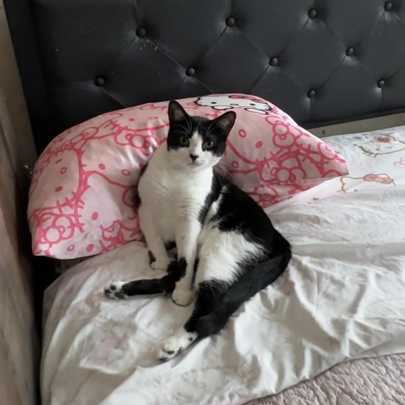 Enlarge Infinity, a Adoptable American Shorthair in Brooklyn, NY image 2/3