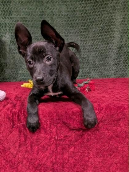 Enlarge Lima, a ADOPTABLE mixed breed in Cleburne, TX image 2/2