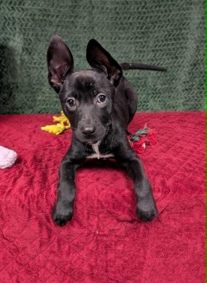 Lima, ADOPTABLE, Young Female Labrador Retriever.