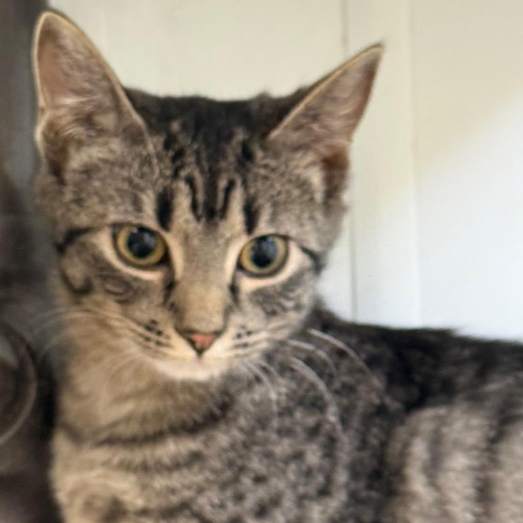 Rhea, Adoptable, Young Female Domestic Short Hair.