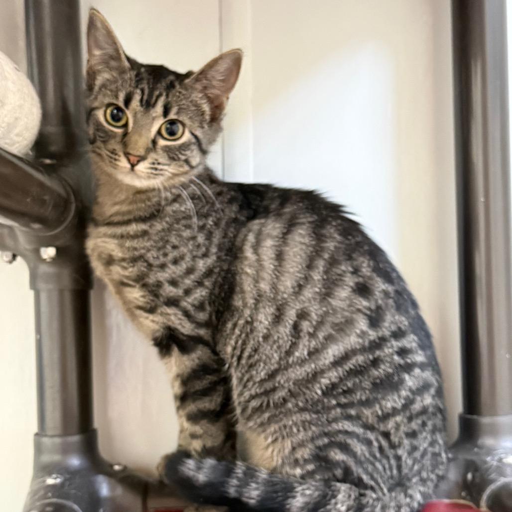 Rhea, a Adoptable Domestic Short Hair in Carroll, IA image 2/6