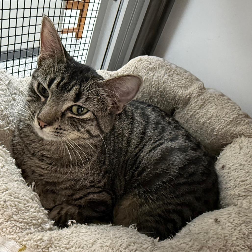 Rhea, a Adoptable Domestic Short Hair in Carroll, IA image 3/6