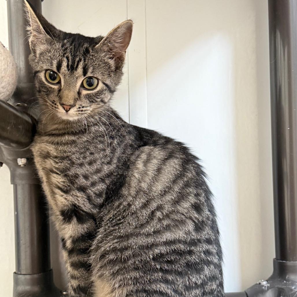 Rhea, a Adoptable Domestic Short Hair in Carroll, IA image 4/6
