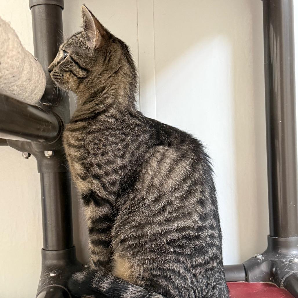 Rhea, a Adoptable Domestic Short Hair in Carroll, IA image 5/6
