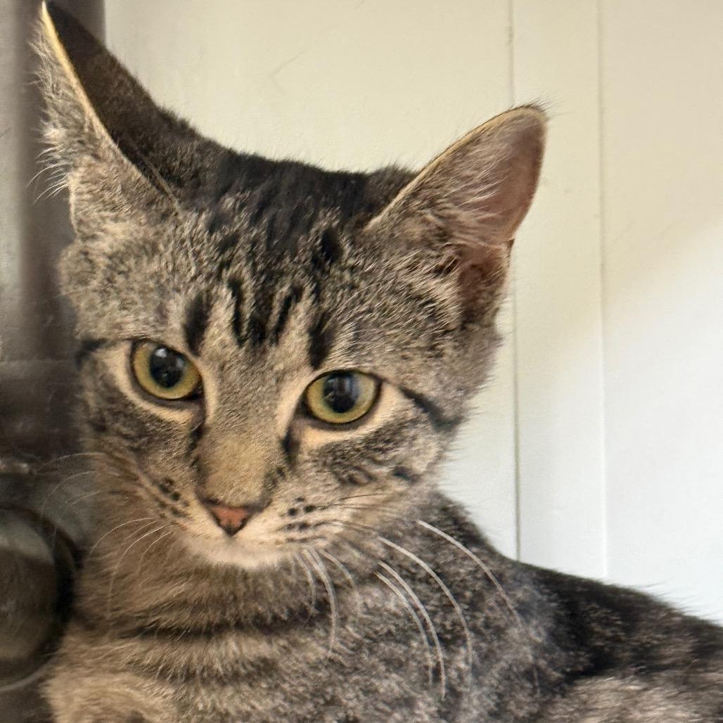 Rhea, a Adoptable Domestic Short Hair in Carroll, IA image 6/6