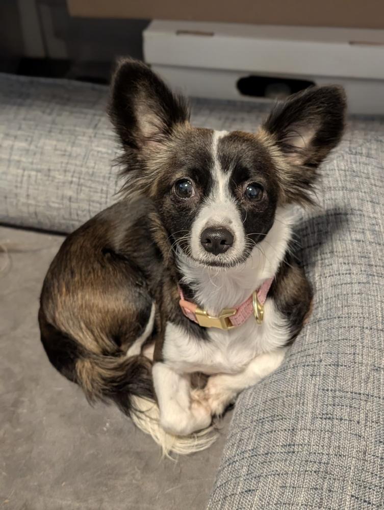 PJ, a Adoptable mixed breed in Roseville, CA image 1/5