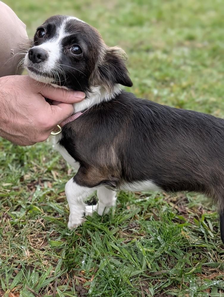 PJ, a Adoptable mixed breed in Roseville, CA image 2/5