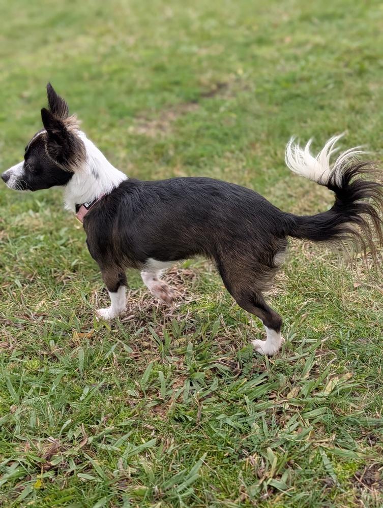 PJ, a Adoptable mixed breed in Roseville, CA image 3/5