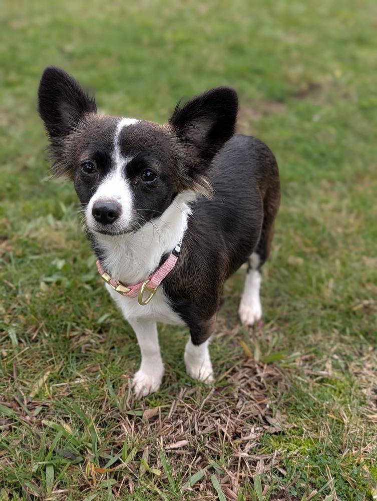 PJ, a Adoptable mixed breed in Roseville, CA image 4/5
