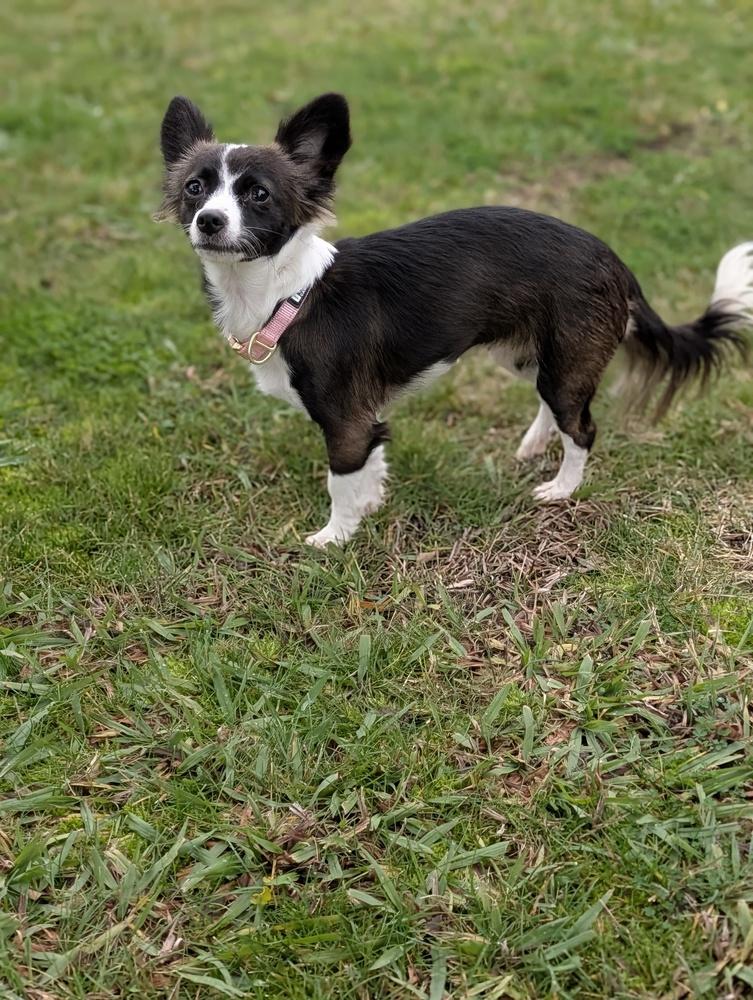 PJ, a Adoptable mixed breed in Roseville, CA image 5/5