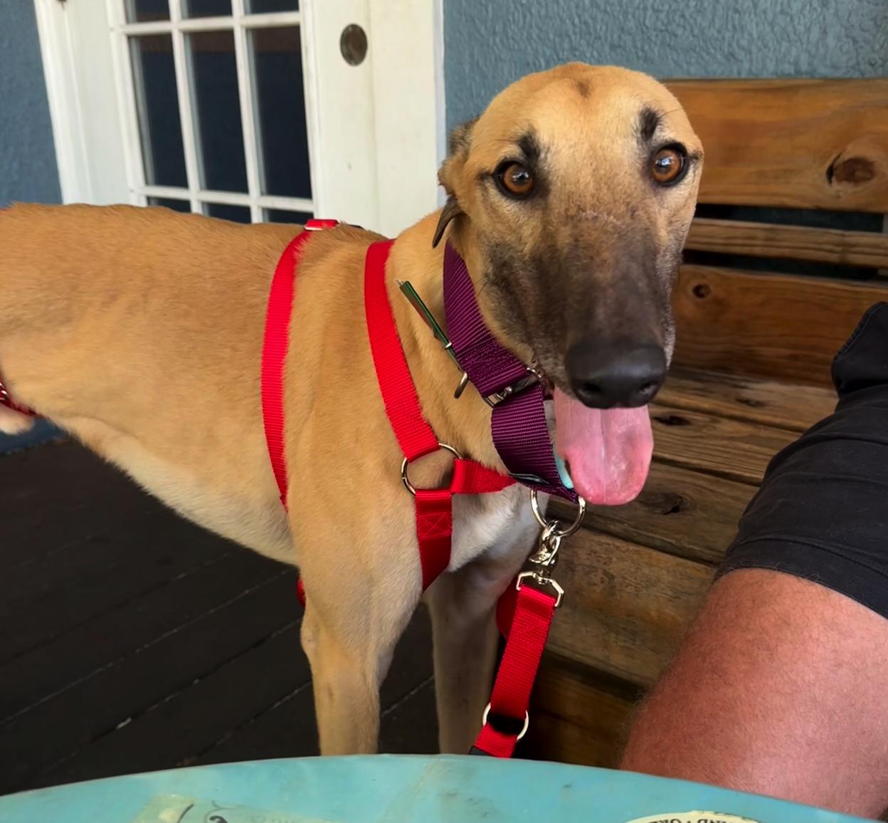 Arroyo Lodge, Adopted, Adult Male Greyhound.