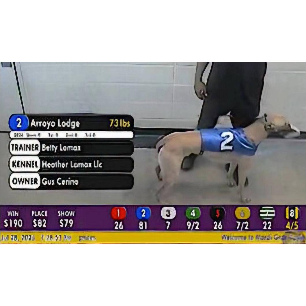 Enlarge Arroyo Lodge, a Adopted Greyhound in Tarpon Springs, FL image 2/4