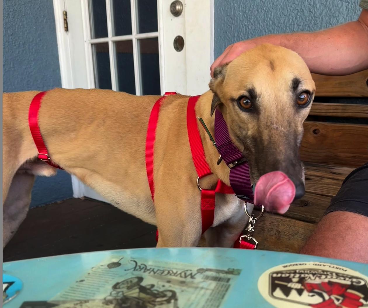 Enlarge Arroyo Lodge, a Adopted Greyhound in Tarpon Springs, FL image 3/4