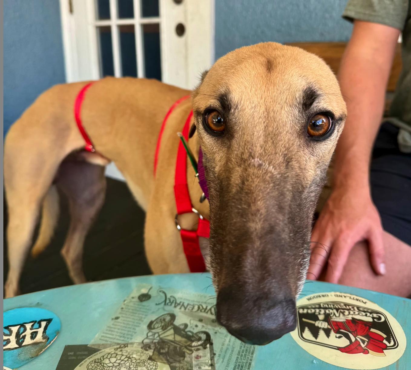 Enlarge Arroyo Lodge, a Adopted Greyhound in Tarpon Springs, FL image 4/4