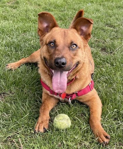 Red, ADOPTABLE, Adult Male Mixed Breed.