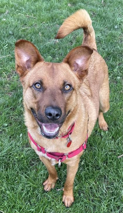 Enlarge Red, a ADOPTABLE Mixed Breed in Stanwood, WA image 2/3