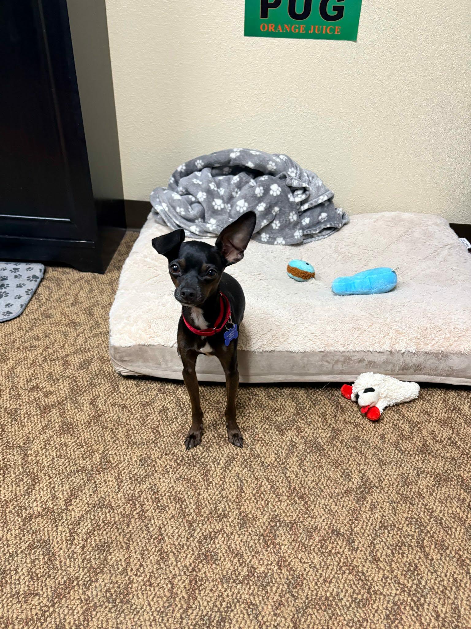 Slim Shady, a ADOPTABLE Chihuahua in De Pere, WI image 3/6