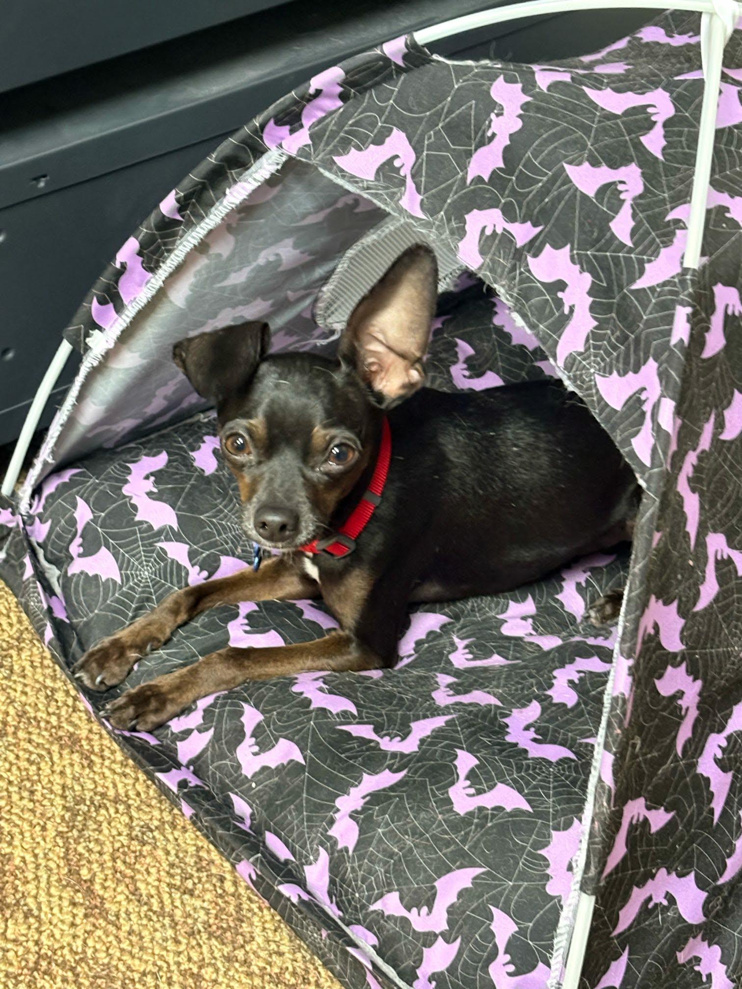 Slim Shady, a ADOPTABLE Chihuahua in De Pere, WI image 4/6