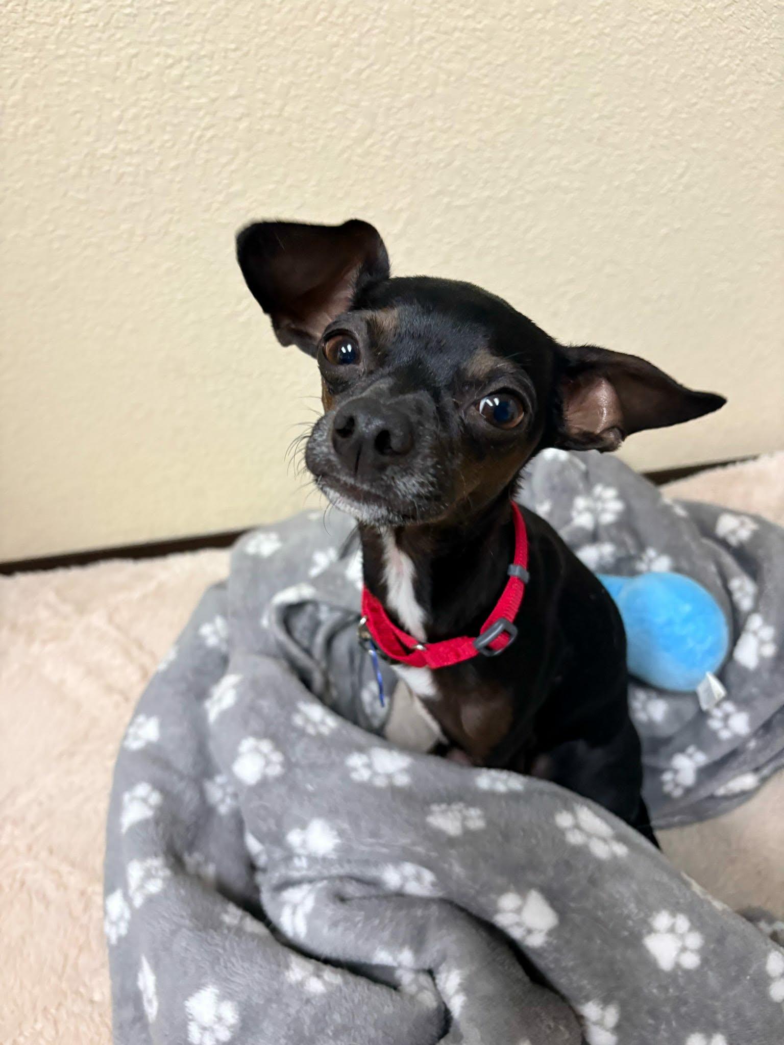 Slim Shady, a ADOPTABLE Chihuahua in De Pere, WI image 2/6