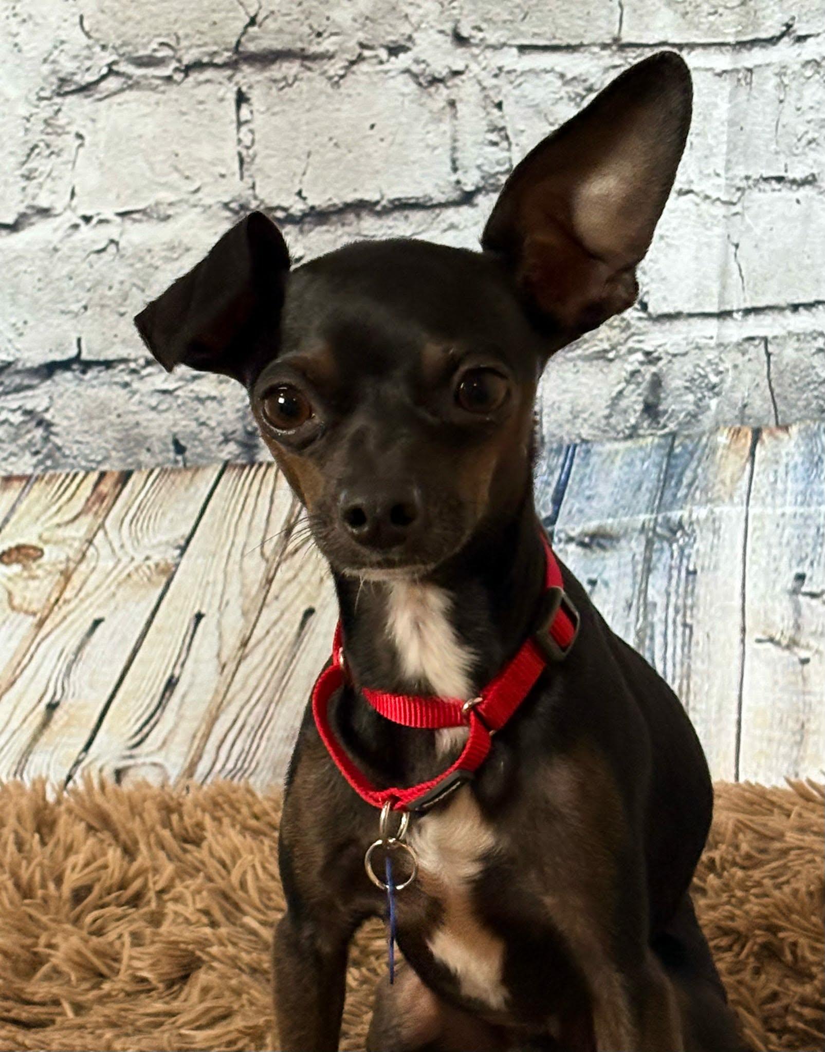 Slim Shady, a ADOPTABLE Chihuahua in De Pere, WI image 1/6