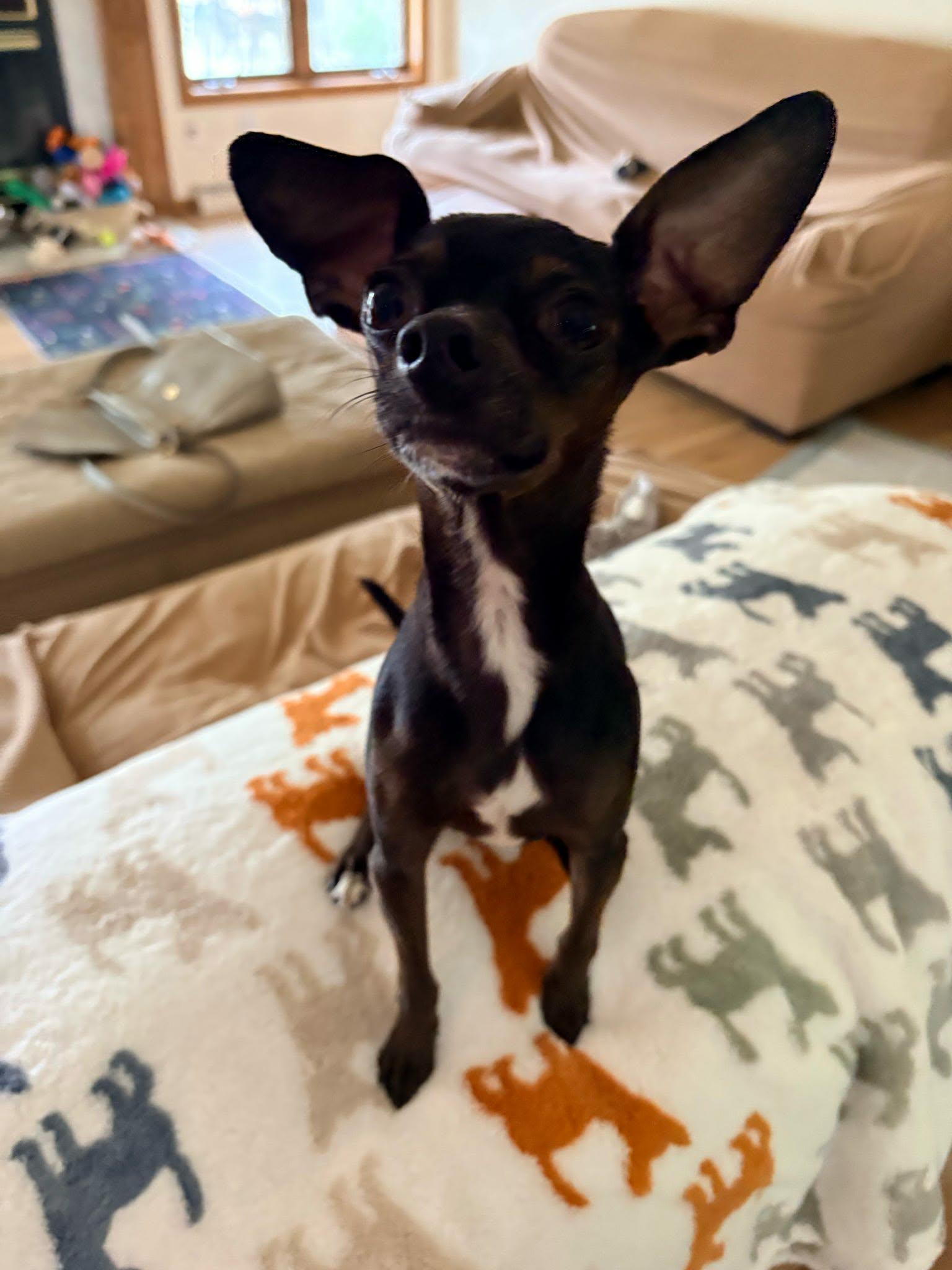 Slim Shady, a ADOPTABLE Chihuahua in De Pere, WI image 5/6