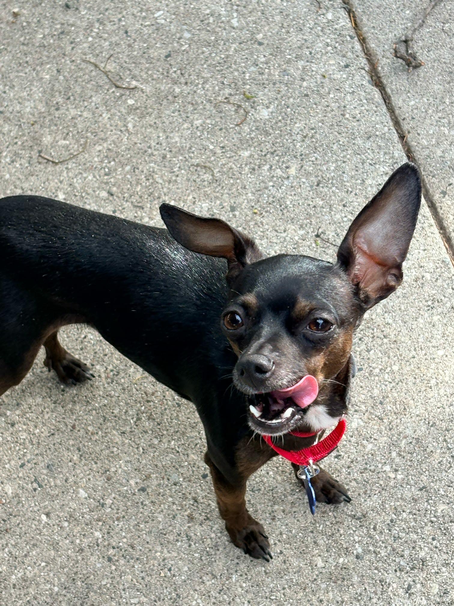 Slim Shady, a ADOPTABLE Chihuahua in De Pere, WI image 6/6
