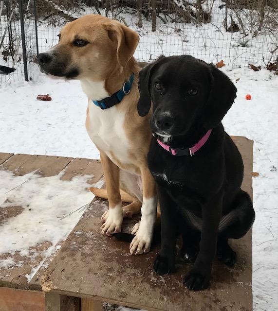 Enlarge Ava, a ADOPTABLE Retriever in Honeoye Falls, NY image 2/2