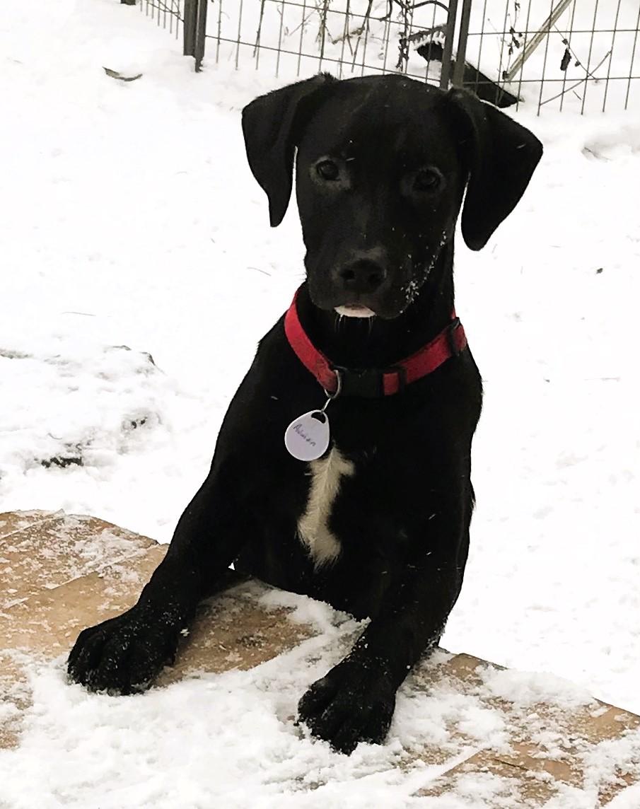 Enlarge Ava, a ADOPTABLE Retriever in Honeoye Falls, NY image 1/2