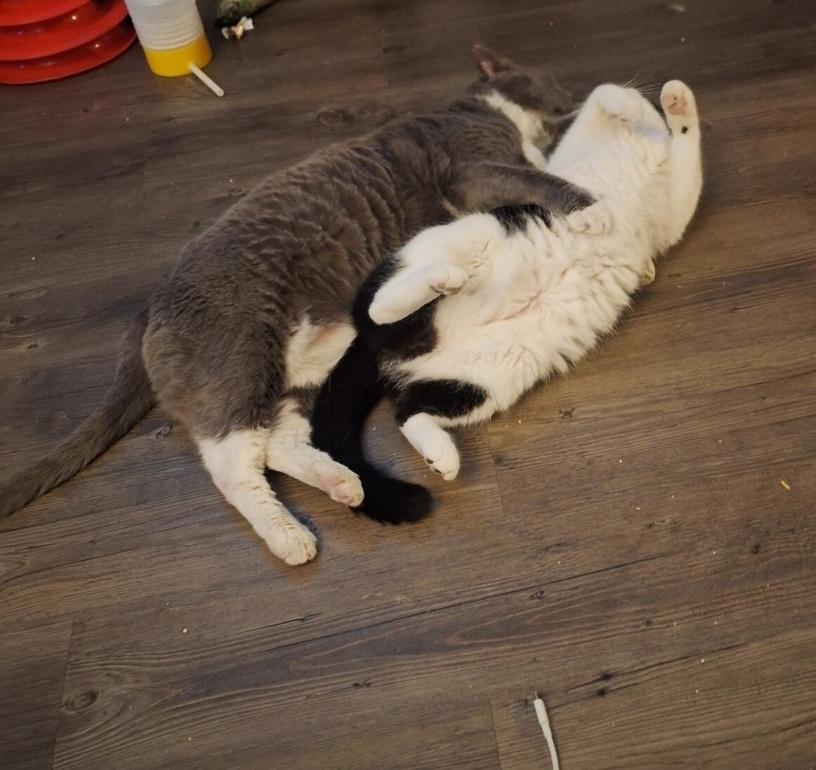 Enlarge RoughNeck and Oreo, a Adoptable Domestic Short Hair in Wilmington, NC image 4/6