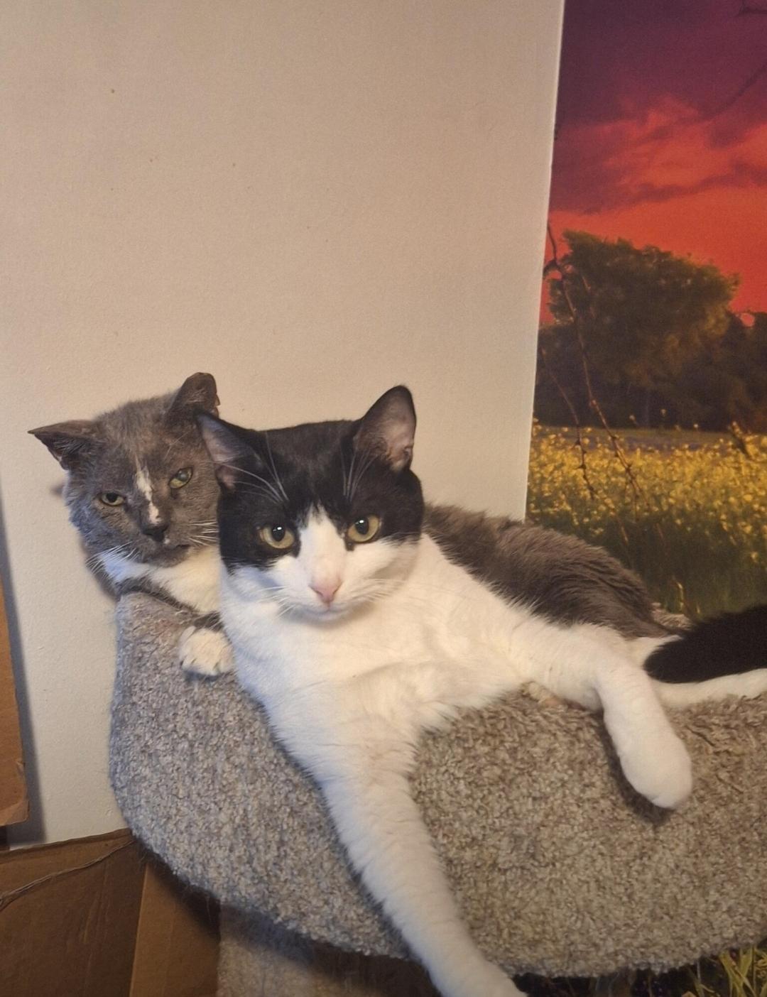 Enlarge RoughNeck and Oreo, a Adoptable Domestic Short Hair in Wilmington, NC image 3/6