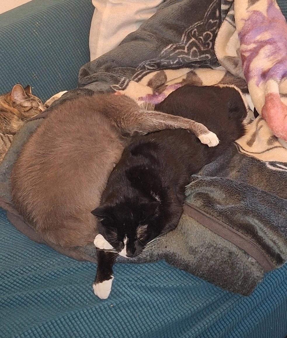 Enlarge RoughNeck and Oreo, a Adoptable Domestic Short Hair in Wilmington, NC image 2/6