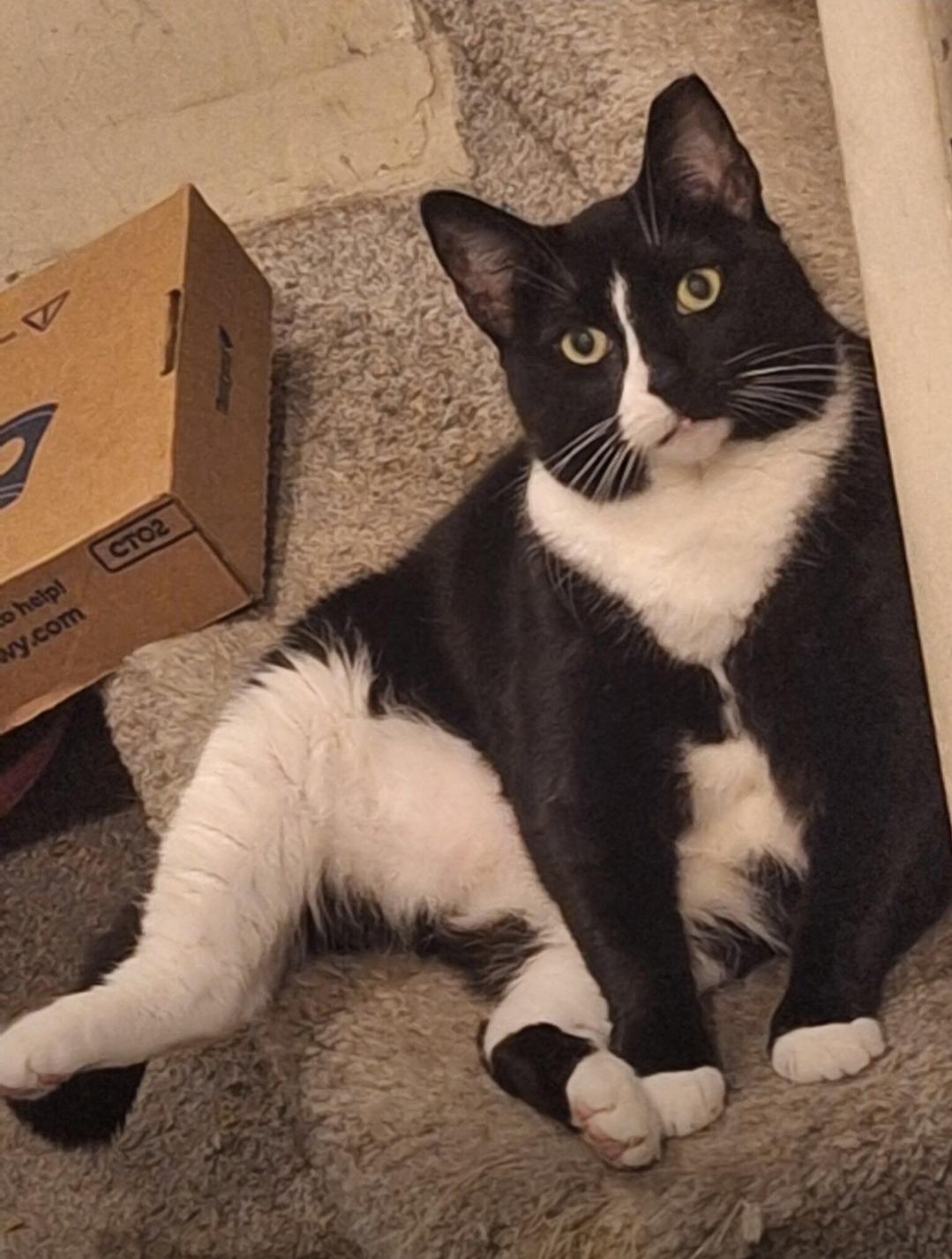 Enlarge RoughNeck and Oreo, a Adoptable Domestic Short Hair in Wilmington, NC image 1/6