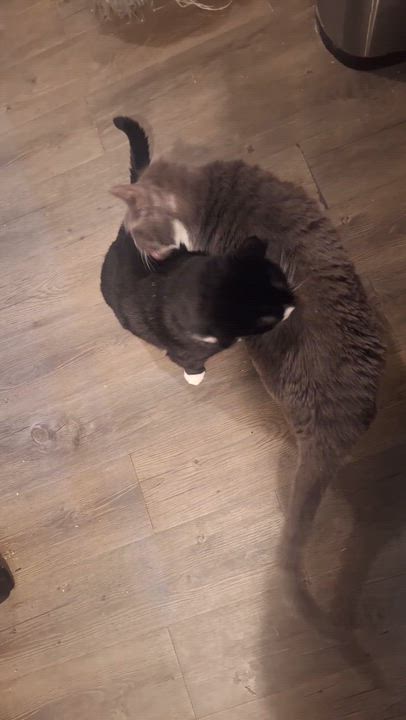 Enlarge RoughNeck and Oreo, a Adoptable Domestic Short Hair in Wilmington, NC video 6/6
