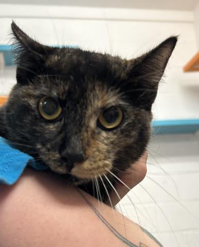 MULTI, Adoptable, Young Female Domestic Short Hair.