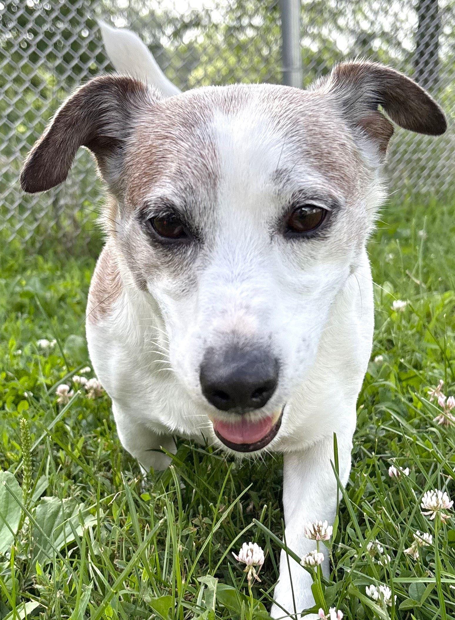 Buddy, adopted, Adult Male Jack Russell Terrier & Dachshund.