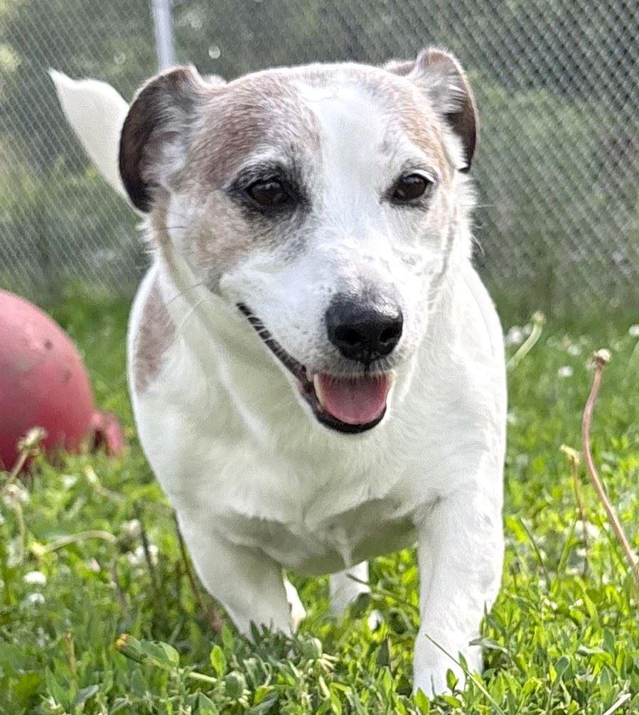 Enlarge Buddy, an adopted mixed breed in Iowa City, IA image 2/2