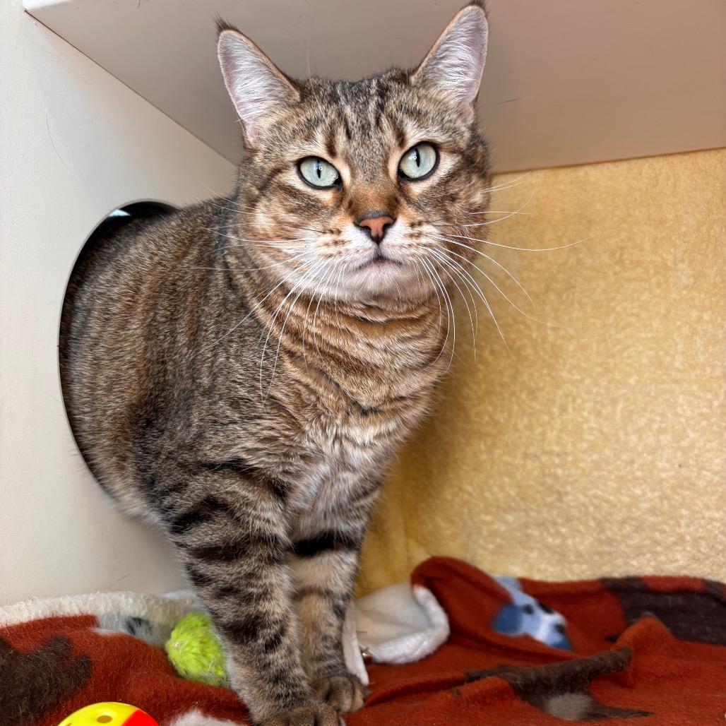 Andrea, Adoptable, Adult Female Domestic Short Hair.