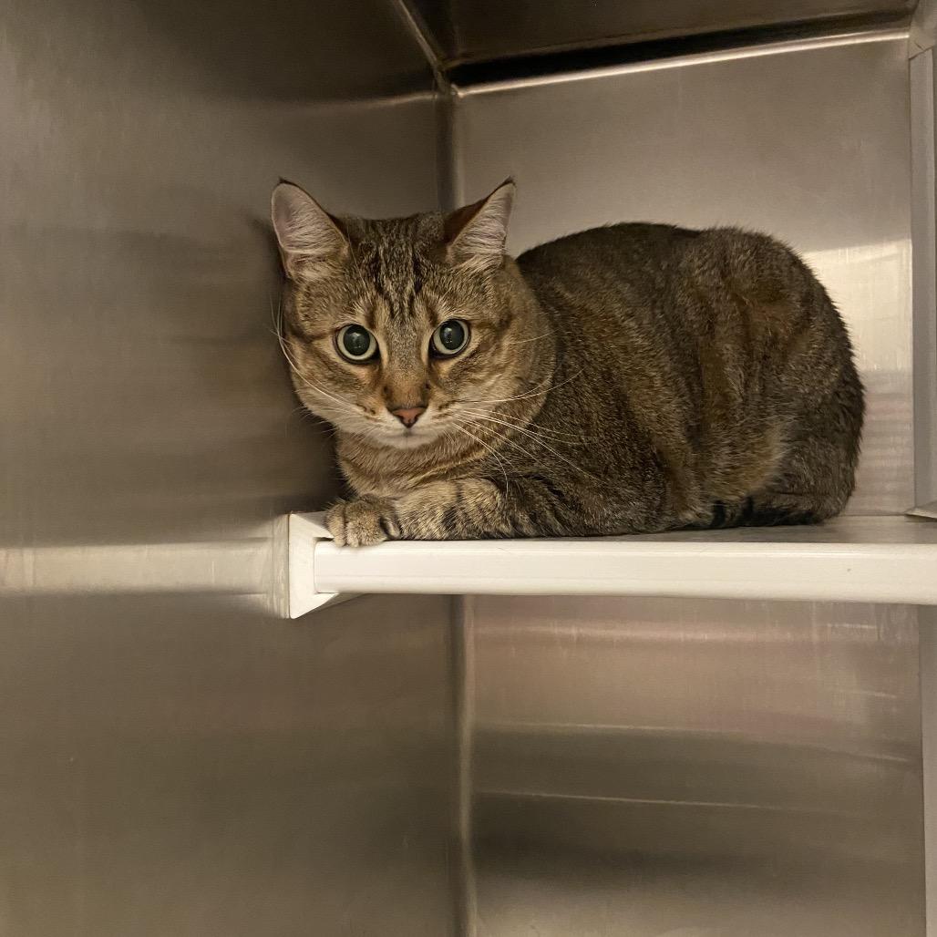 Andrea, a Adoptable Domestic Short Hair in Council Bluffs, IA image 1/3