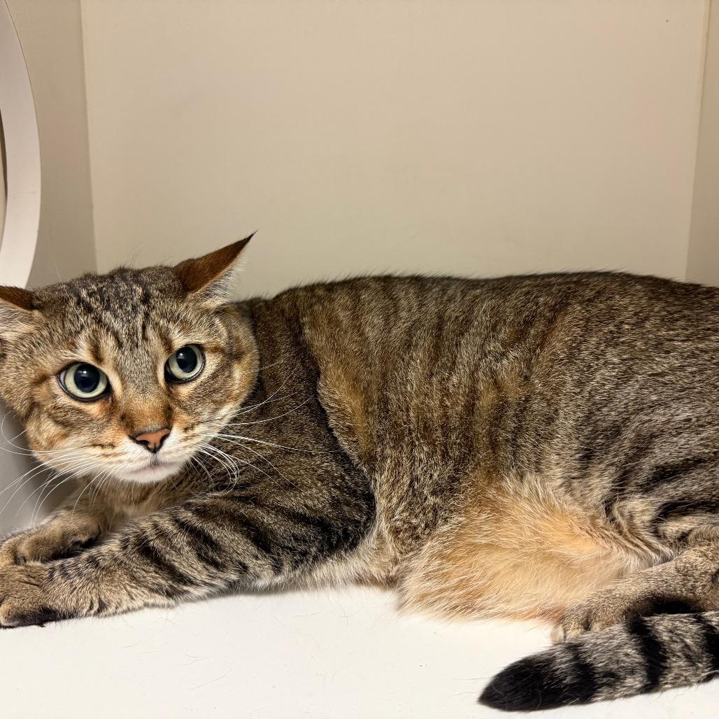 Andrea, a Adoptable Domestic Short Hair in Council Bluffs, IA image 2/3