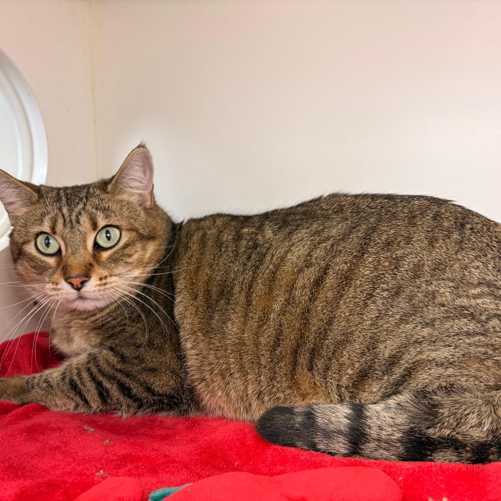 Andrea, a Adoptable Domestic Short Hair in Council Bluffs, IA image 3/3