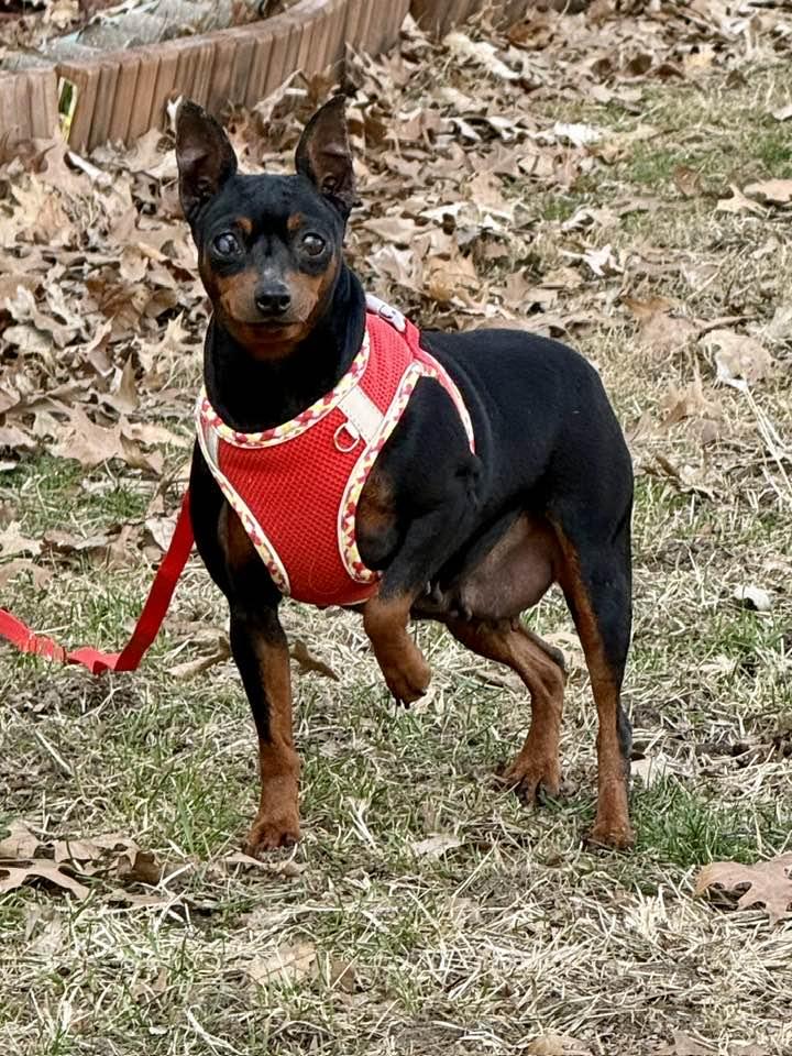 Enlarge Susie, a Adopted Miniature Pinscher in Lee's Summit, MO image 1/3