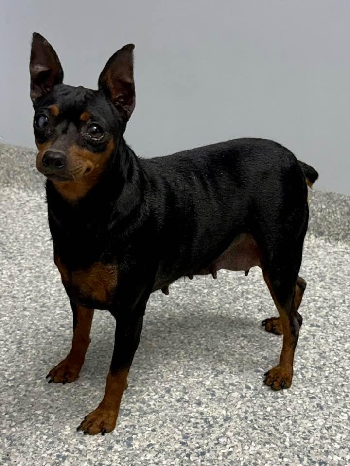 Enlarge Susie, a Adopted Miniature Pinscher in Lee's Summit, MO image 3/3