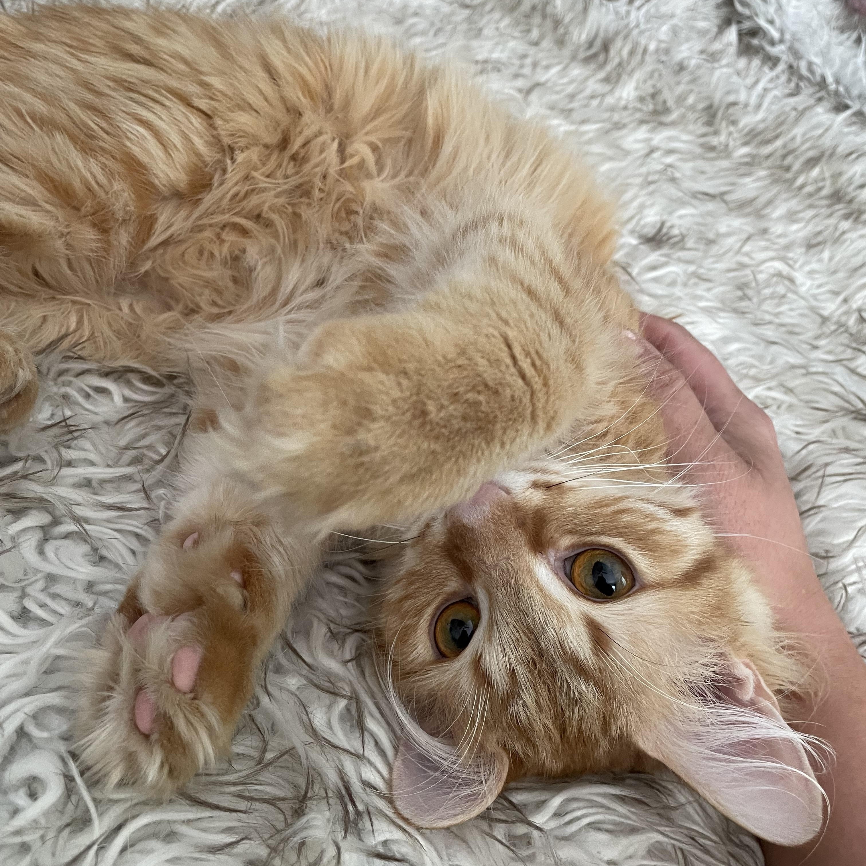 Enlarge Chuck, a Adoptable Domestic Medium Hair in East Lansing, MI image 4/4